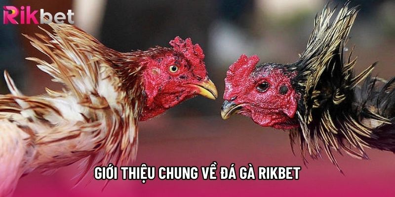 Giới thiệu chung về đá gà rikbet Giới thiệu chung về đá gà rikbet