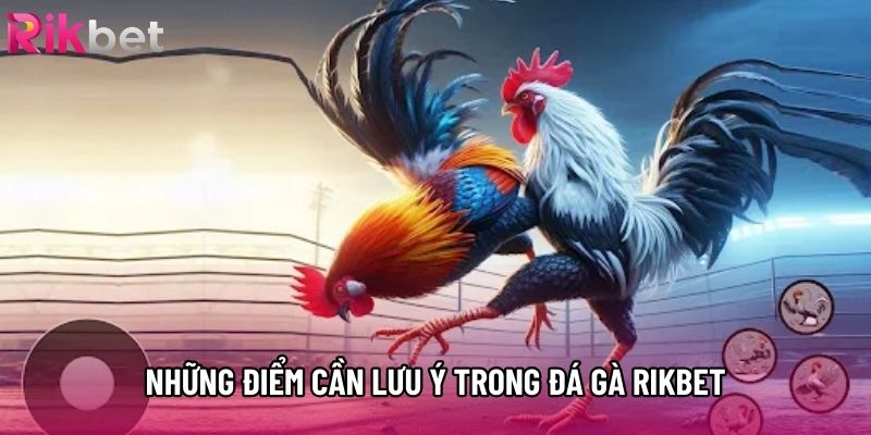 Những điểm cần lưu ý trong đá gà rikbet Những điểm cần lưu ý trong đá gà rikbet